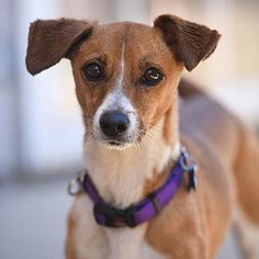 Jack Russell Terrier Dogs for adoption in Kanab, UT, USA