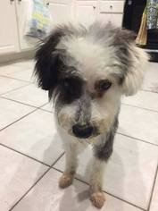 Poodle (Miniature)-Unknown Mix Dogs for adoption in Hollister, FL, USA