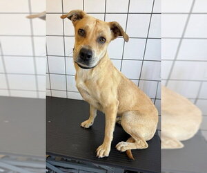 Labrador Retriever-Unknown Mix Dogs for adoption in Downey, CA, USA