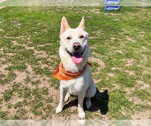 Siberian Husky Dogs for adoption in Orange, CA, USA