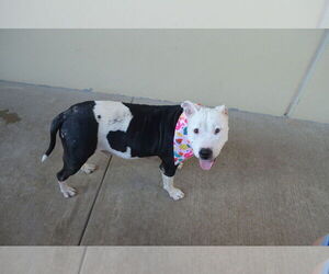 American Pit Bull Terrier-Unknown Mix Dogs for adoption in McKinney, TX, USA