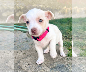 Chihuahua-Unknown Mix Dogs for adoption in Corona, CA, USA