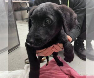 Labrador Retriever Dogs for adoption in Stockton, CA, USA