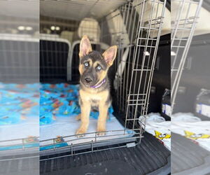 Mutt Dogs for adoption in Imlay City, MI, USA
