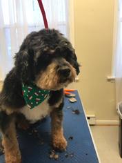 Shih-Poo Dogs for adoption in Columbia, MD, USA