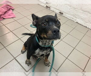 Texas Heeler-Unknown Mix Dogs for adoption in Santa Maria, CA, USA