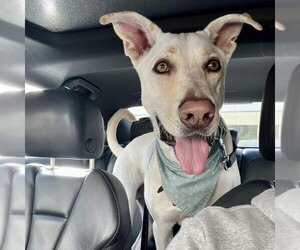 Mutt Dogs for adoption in San Juan Capistrano, CA, USA