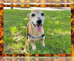 Dachshund Dogs for adoption in Ojai, CA, USA