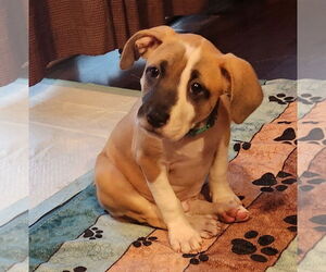 Mutt Dogs for adoption in Brooklyn Center, MN, USA