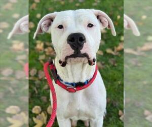 Bullypit Dogs for adoption in Woodland, CA, USA