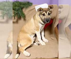 Mutt Dogs for adoption in Genesee, WI, USA