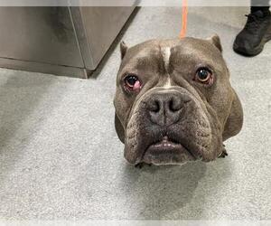 Mutt Dogs for adoption in Orange, CA, USA