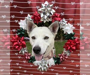 Siberian Husky-Unknown Mix Dogs for adoption in Santa Maria, CA, USA