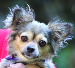 Dameranian Dogs for adoption in Vernonia, OR, USA