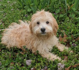 Miniature Labradoodle Dogs for adoption in Cumming, GA, USA