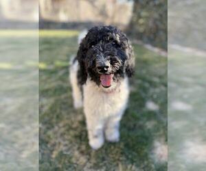 Mutt Dogs for adoption in Sandy, UT, USA