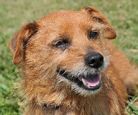 Norwich Terrier Dogs for adoption in Madison, IN, USA