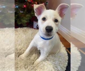 Labrador Retriever-Unknown Mix Dogs for adoption in Denver, CO, USA