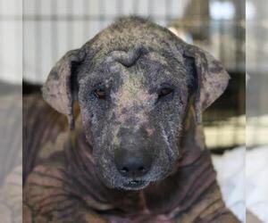 Labrador Retriever-Unknown Mix Dogs for adoption in San Antonio, TX, USA