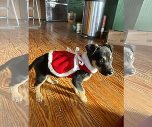 Mutt Dogs for adoption in Holly Springs, NC, USA