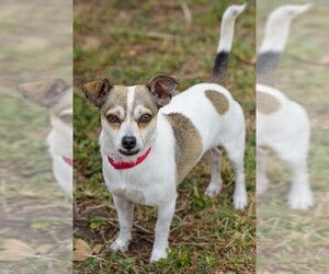 Chiranian Dogs for adoption in Miami, FL, USA