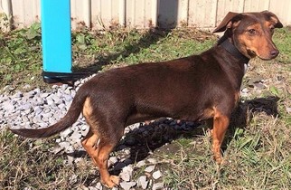 Doxie-Pin Dogs for adoption in Mukwonago, WI, USA