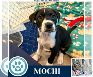 Labrador Retriever Dogs for adoption in Kimberton, PA, USA