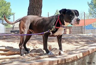 Medium Photo #1 American Pit Bull Terrier-Unknown Mix Puppy For Sale in Cottonwood, AZ, USA