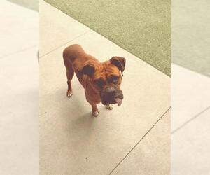 Boxer Dogs for adoption in San Martin, CA, USA