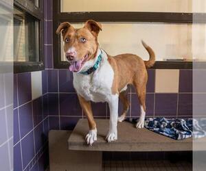 Mutt Dogs for adoption in Denver, CO, USA