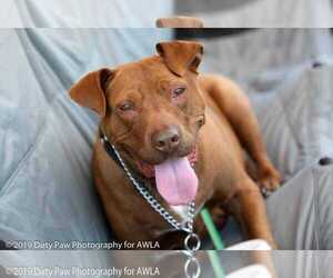 American Pit Bull Terrier Dogs for adoption in Sterling, VA, USA