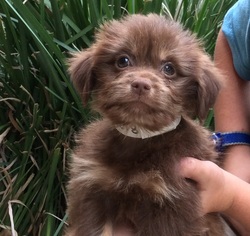 Medium Photo #1 Shih Tzu-Unknown Mix Puppy For Sale in The Woodlands, TX, USA