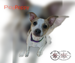 Chihuahua-Unknown Mix Dogs for adoption in Princeton, British Columbia, Canada