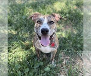 American Pit Bull Terrier-Unknown Mix Dogs for adoption in Modesto, CA, USA