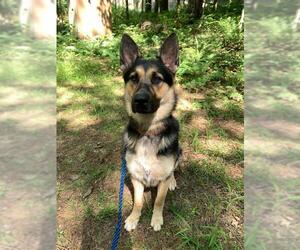 German Shepherd Dog Dogs for adoption in West Cornwall, CT, USA