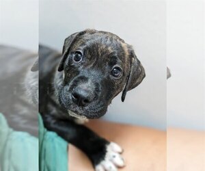 Mastiff-Unknown Mix Dogs for adoption in Orlando, FL, USA