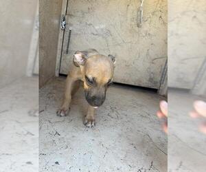 American Pit Bull Terrier Dogs for adoption in Oklahoma City, OK, USA