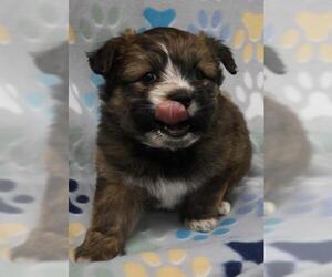 Shih Tzu-Unknown Mix Dogs for adoption in Thief River Falls, MN, USA