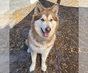 Alaskan Malamute Dogs for adoption in Palmetto, FL, USA