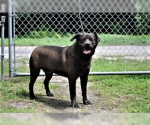 Mastador Dogs for adoption in Rowayton, CT, USA