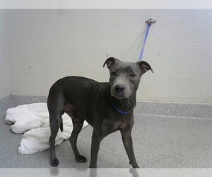 Unknown-Whippet Mix Dogs for adoption in Pasadena, TX, USA