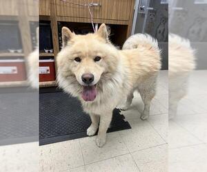 Chow Chow-Unknown Mix Dogs for adoption in Stockton, CA, USA