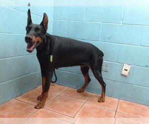 Doberman Pinscher Dogs for adoption in Downey, CA, USA