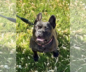 French Bulldog Dogs for adoption in Omaha, NE, USA