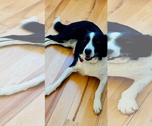 Border Collie-Unknown Mix Dogs for adoption in Winter Park, CO, USA