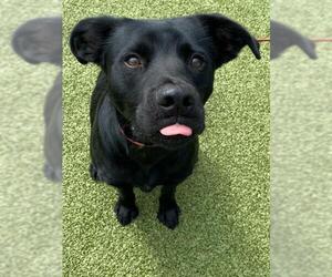 Labrador Retriever-Unknown Mix Dogs for adoption in Fayetteville, NC, USA