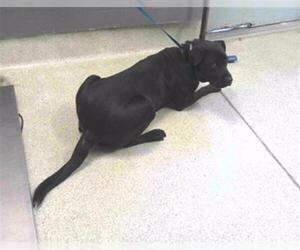 Labrador Retriever Dogs for adoption in Tallahassee, FL, USA