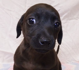 Chiweenie Dogs for adoption in Oxford, MS, USA