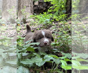 Basset Hound-Unknown Mix Dogs for adoption in Holly Springs, NC, USA