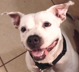 American Bulldog Dogs for adoption in Lithia, FL, USA
